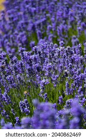 Lavender Field On San Juan Island, Washington