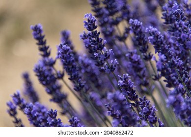 Lavender Field On San Juan Island, Washington