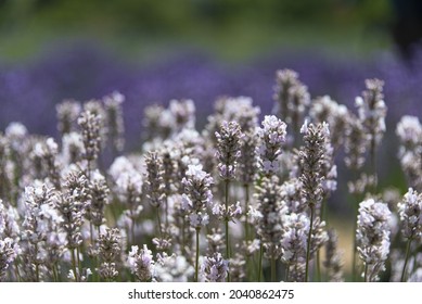 Lavender Field On San Juan Island, Washington