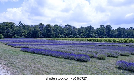 Lavender Field In Ontario