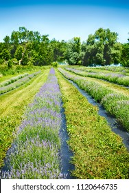 Lavender Field, Ontario, Canada