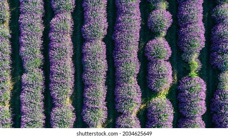 Lavender Field Photographed With Drone From Above Vertically