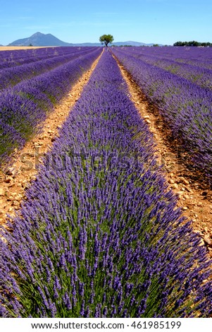 Similar – #A# Lavender Width