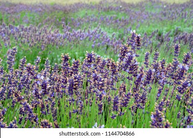 Lavender Field In Prince Edward County