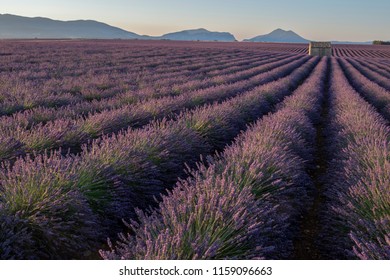 Lavender Field, Provence, France