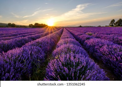 Lavender Field In Provence, Mont Ventoux In The Background. Sunset.