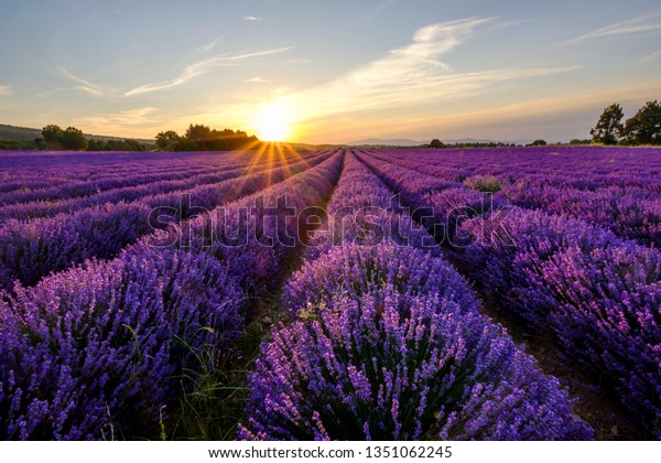 lavanda