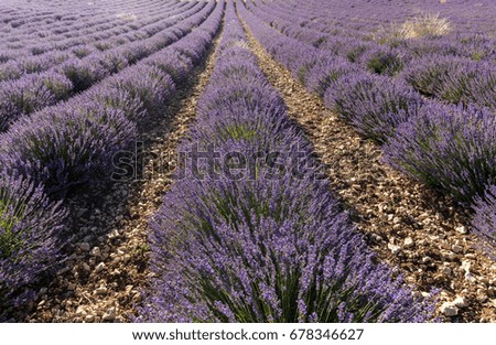 Similar – #A# Purple Field