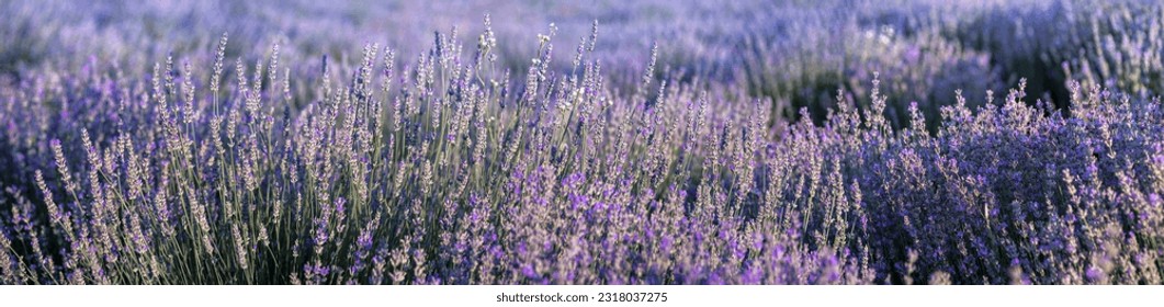 Lavender field in Provence in soft sun light. Panorama with blooming lavanda flowers. Lavender panoramic landscape, floral background for wide banner. - Powered by Shutterstock