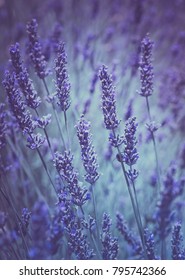 Lavender Field In Provence In Summer, Tender Flowers In Sunlight With Blur Effect. Lavande As Abstract Background In Pastel Colors Of Ultra Violet And Green Mint.