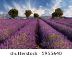 Lavender field in the region of Provence, southern France