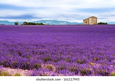 Lavender Field In The South Of France