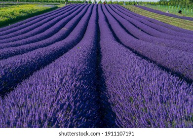 Lavender Field In The South Moravia