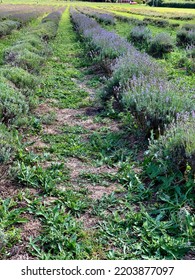 Lavender Field In St Helens, UK