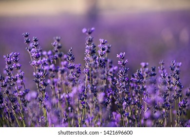 Lavender Field In The Summer. Aromatherapy. Nature Cosmetics.