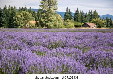 Lavender field in the summer. Lavender field with a background of Mt.Hood. Lavender fields in Hood river, USA. Lavender bushes close up.  - Powered by Shutterstock