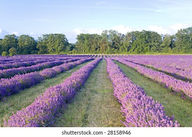 A Lavender Field In Summer In England, UK.