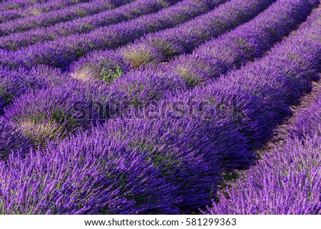 Similar – #A# Purple Fields Art