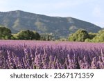 Lavender field in Summer in Provence Lavender oil Marseille Avignon Orange Nyons Vaucluse Drome Bouches du Rhone South of France