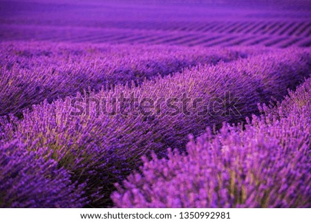 Similar – #A# Purple Fields Art