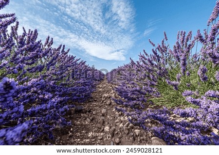 Similar – Lavender I Environment