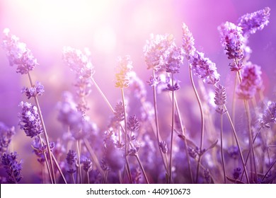 Lavender Field In Sunlight