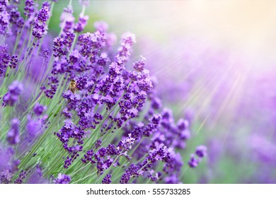 Lavender field in sunlight.