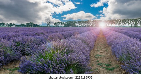 Lavender Field At Sunrise, In Marsillargues, In Hérault In Occitanie, France