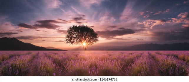 Lavender field at sunset - Powered by Shutterstock