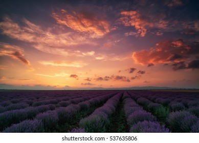 Lavender Field At Sunset