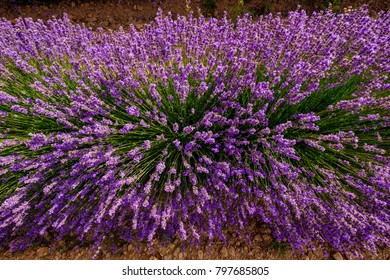 Lavender Field, Top View, Closeup.