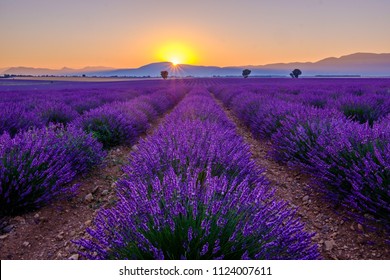 Lavender field with trees and mountains in the background. Sunrise. Plateau of  Valensole, Alpes de Haute Provence, France. - Powered by Shutterstock