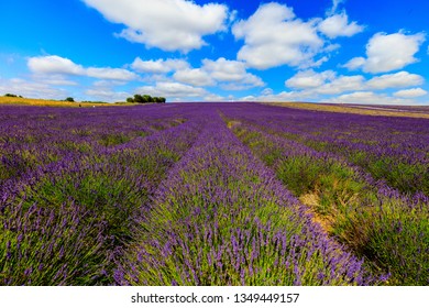 Lavender Field At UK