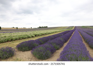 Lavender Field In The UK