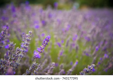 Lavender Field, UK.