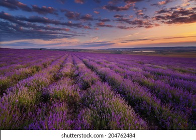 Lavender Field Under Blue Sky Clouds Stock Photo 204762484 