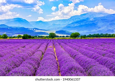 Lavender Field In The Valley Of Roses, Karlovo, Bulgaria