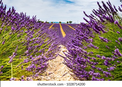 Lavender Fields, Aix En Provence