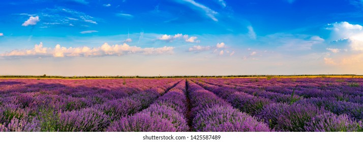 Lavender Fields From The Beautiful Bulgaria