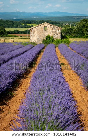 Similar – #A# Lavender Good Art