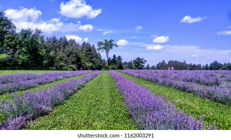 Lavender Fields With Blue Sky Ontario Canada