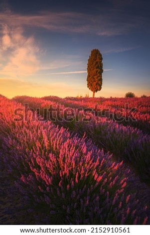 Lavender fields and cypress tree at sunset. Orciano Pisano, Tuscany, Pisa, Italy. Europe