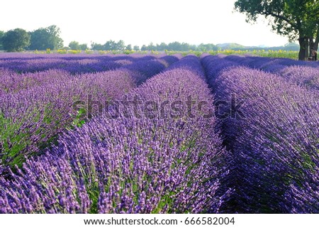 Similar – #A# Purple Field