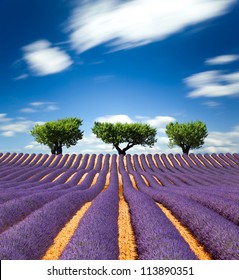 Lavender Fields Of The French Provence