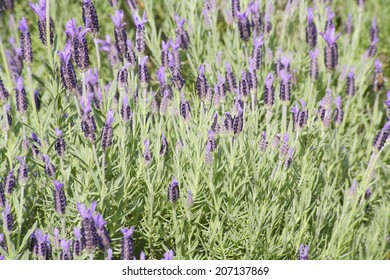 Lavender Fields In Full Bloom
