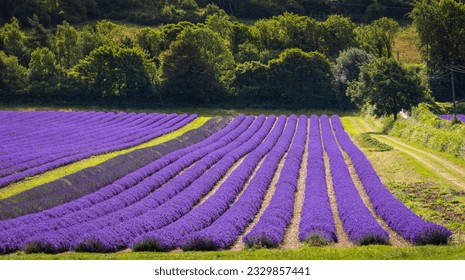 Lavender fields in full bloom at castle farm on the Kent downs south east England