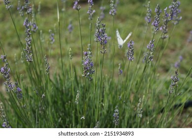 Lavender Fields Harvest In Texas