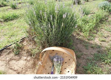 Lavender Fields Harvest In Texas