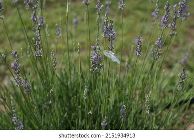 Lavender Fields Harvest In Texas