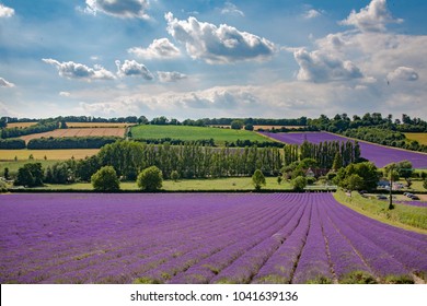 Lavender Fields In Kent Countryside